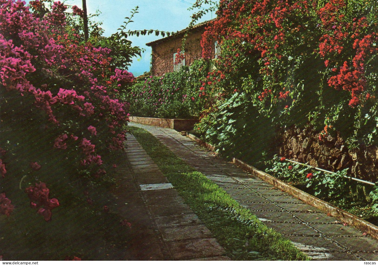 CPM - H10 - ESPAGNE - ISLAS CANARIES - ILES CANARIES - PAYSAGE TYPIQUE AVEC FLEURS - A SITUER - Autres & Non Classés