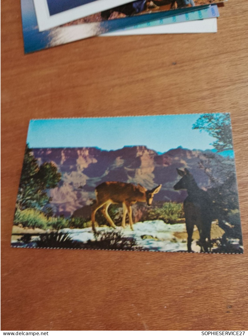 515 //  DEER AT GRAND CANYON / ARIZONA - Grand Canyon