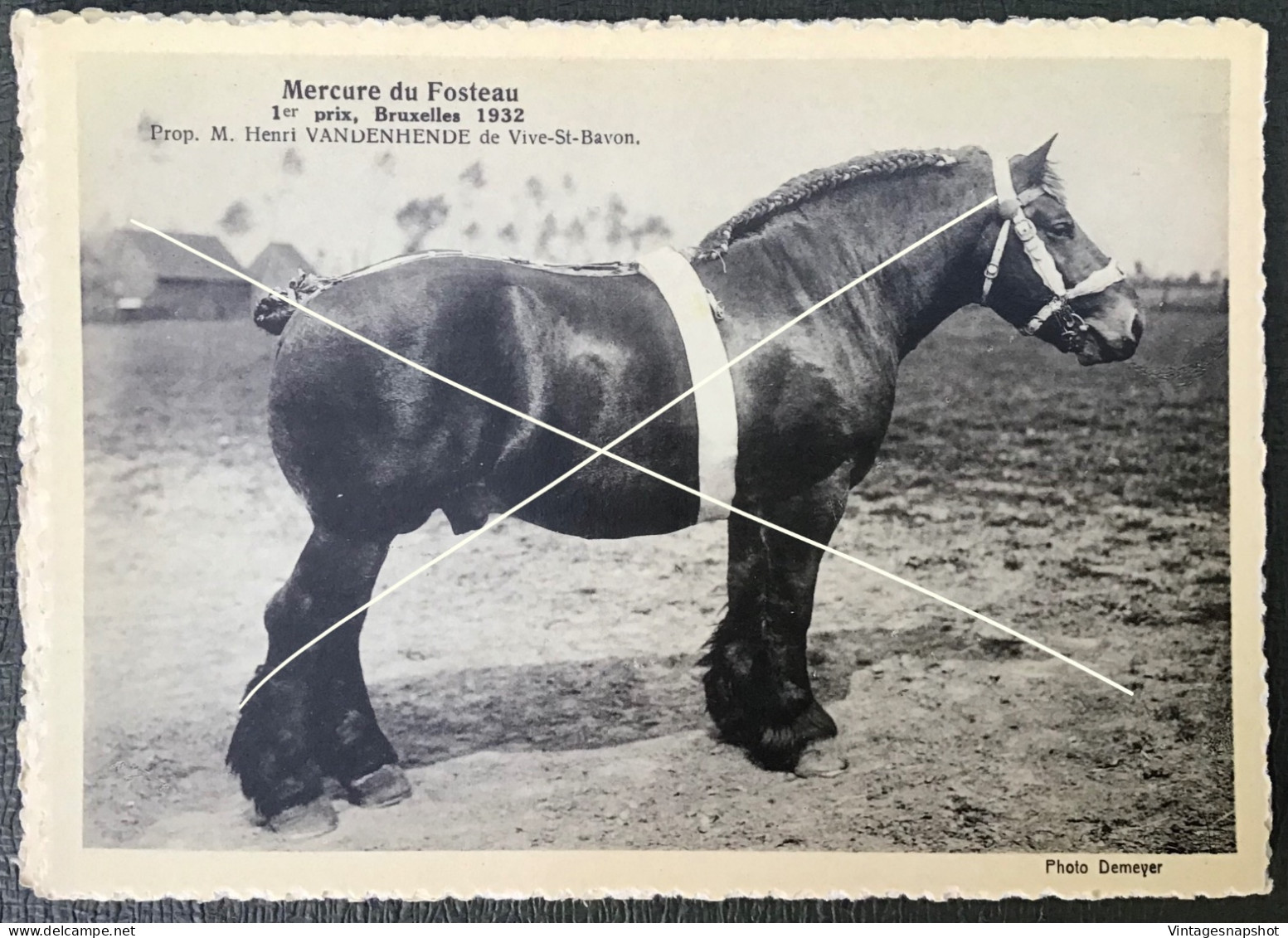 Vive-St-Bavon Cheval Mercure Du Fosteau 1er Prix Bruxelles 1932 Prop H VANDENHENDE CP édit. Le Sillon Belge La Hulpe - Wielsbeke