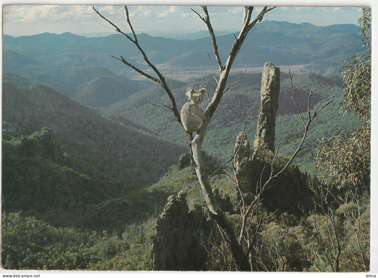 Australia NEW SOUTH WALES Koala Breadknife WARRUMBUNGLE National Park Bartel 224 Postcard 1979 Pmk - Other & Unclassified