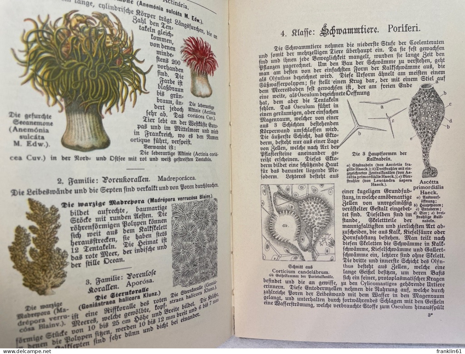 Naturgeschichte der Würmer, Stachelhäuter, Pflanzentiere und Urtiere.(Tierbuch).