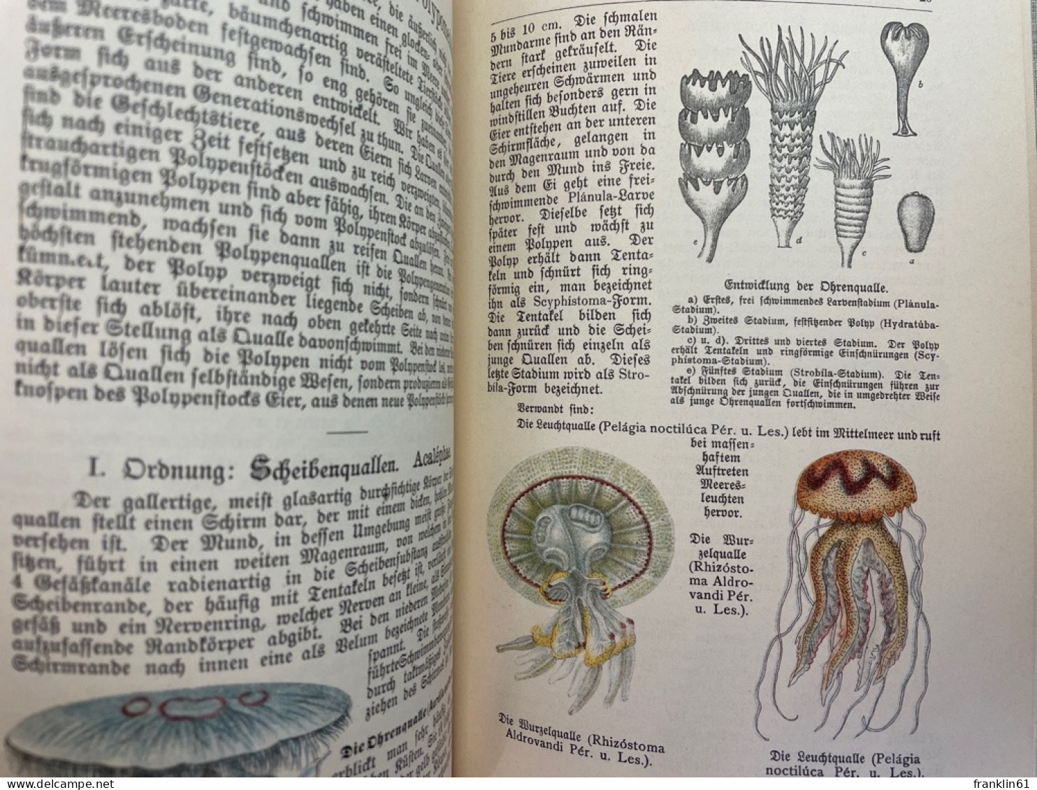 Naturgeschichte der Würmer, Stachelhäuter, Pflanzentiere und Urtiere.(Tierbuch).