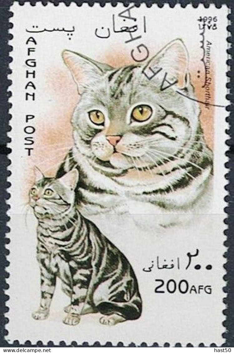 Afghanistan - Katze "Amerikanisch Kurzhaar" (MiNr: 1701) 1996 - Gest Used Obl - Afghanistan