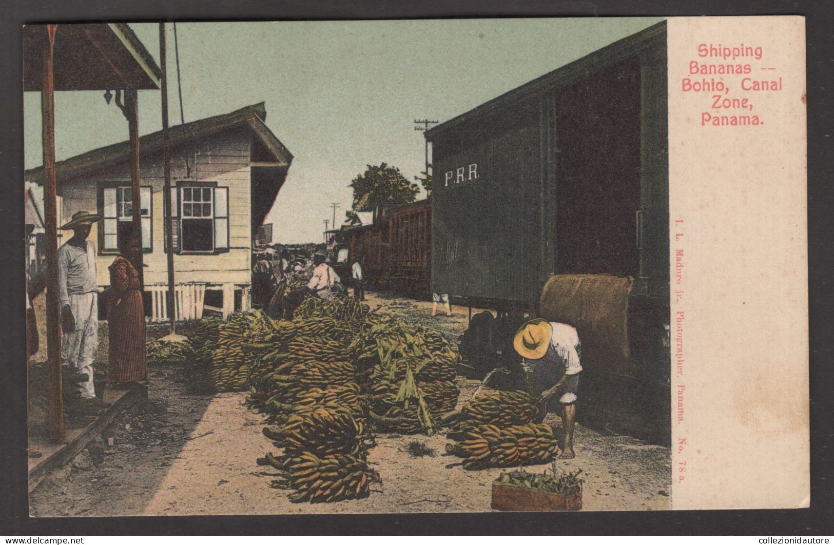 SHIPPING BANANAS - BOHIO - CANAL ZONE - PANAMA - CARTOLINA FP NON SPEDITA - Panama