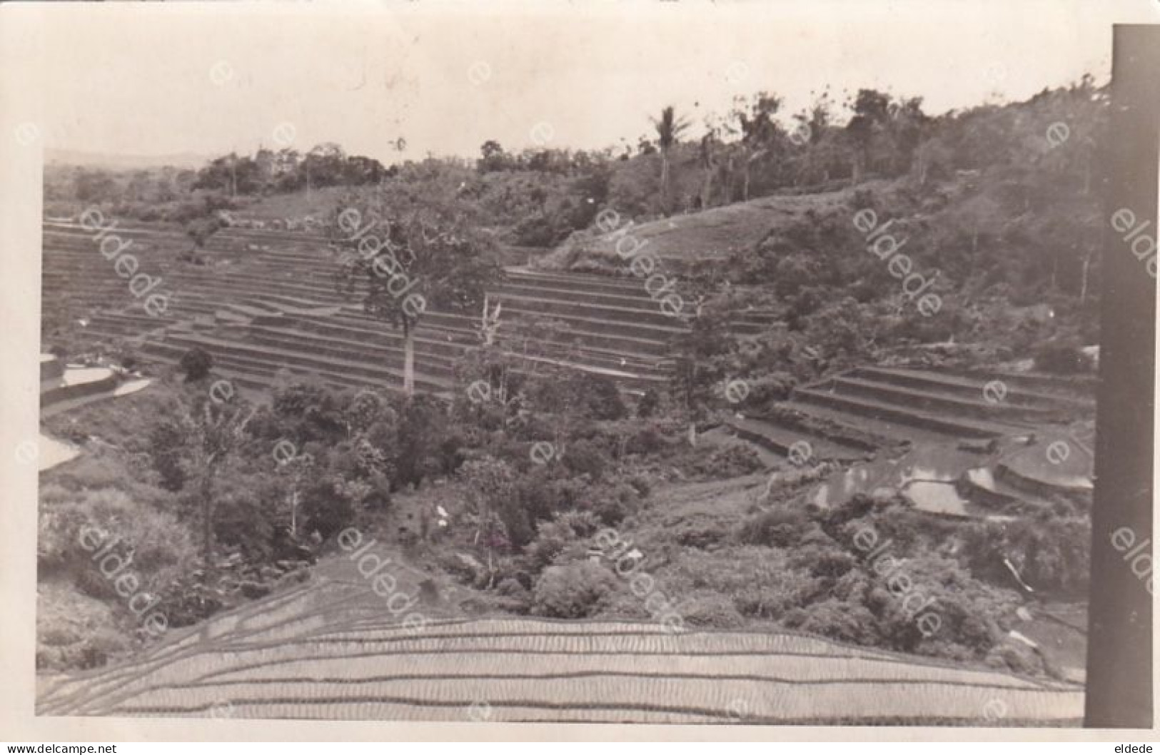 Real Photo Rice Field In Java Terraces - Indonésie