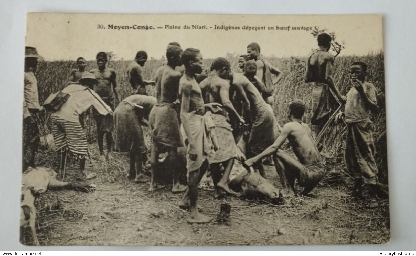 Französisch -Kongo, Niari Ebene, Indigene Beim Zerlegen Eines Wilden Ochsen, Moyen-Congo, 1920 - French Congo