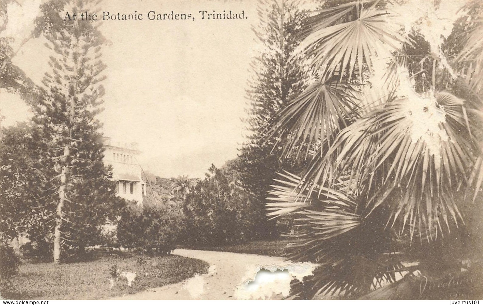 CPA Trinidad-At The Botanic Gardens-Attention état Mauvais    L2513 - Trinidad