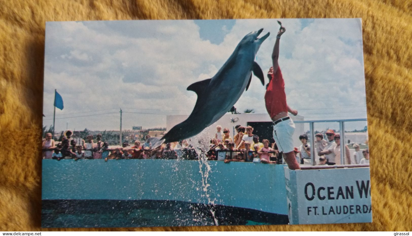 CPM DAUPHIN LOOPING SPECTACULAR LEAP OF THE AMAZING POPOISE AT OCEAN WORD FORT LAUDERDALE FLORIDA - Dolphins