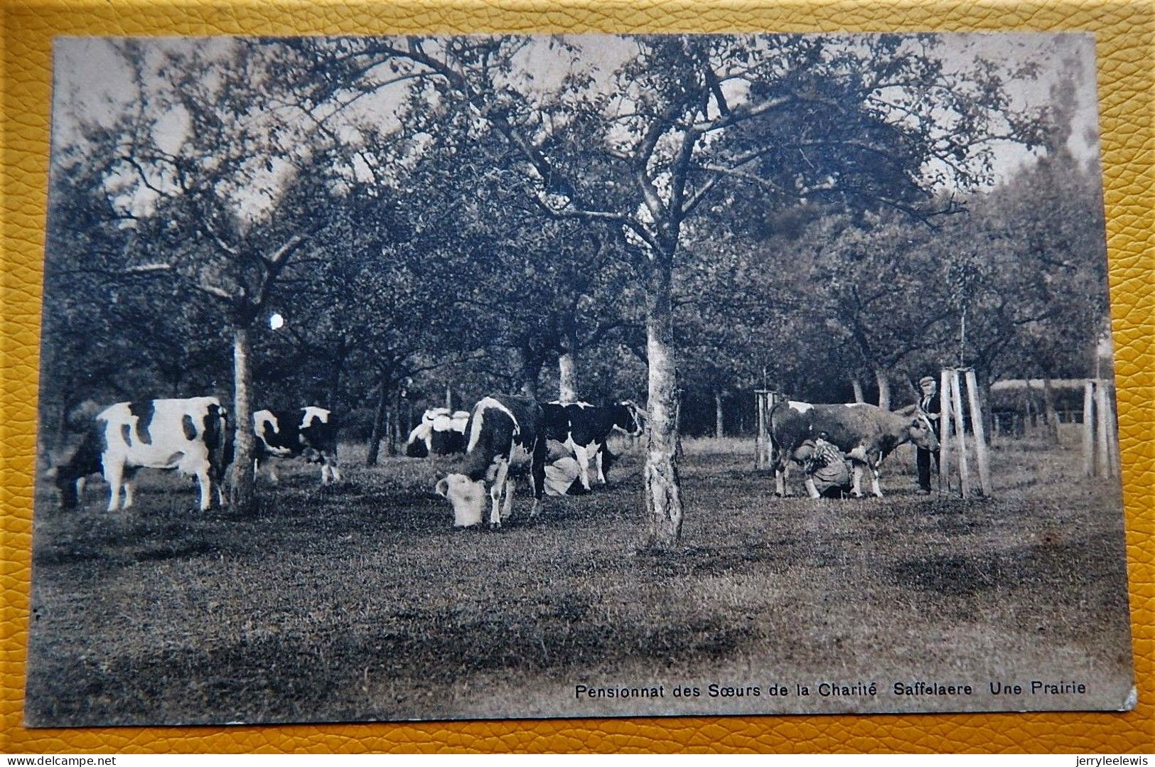 ZAFFELARE - SAFFELAERE -  Pensionnat Des Soeurs De La Charité  -  Une Prairie - Lochristi