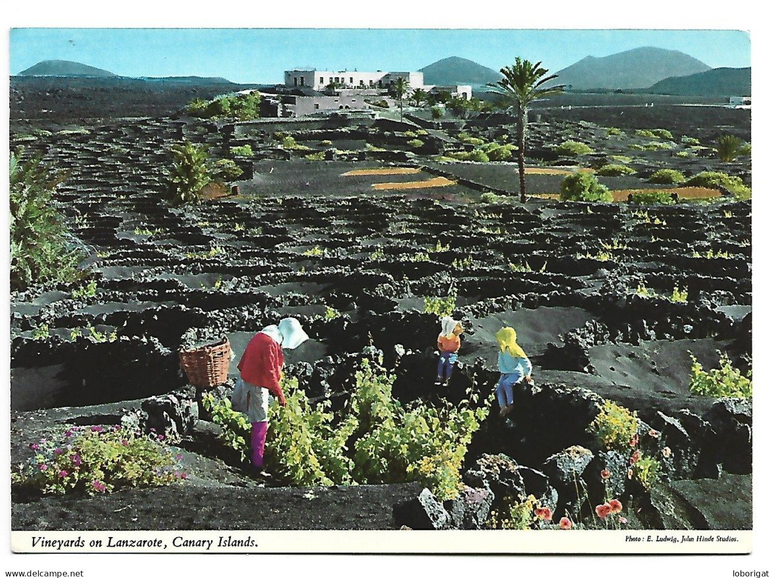 TIPICOS VIÑEDOS.- LANZAROTE - CANARIAS.- ( ESPAÑA ) - Lanzarote