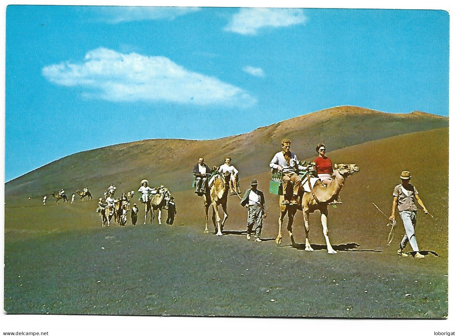 CARAVANA DE CAMELLOS / CAMELS CARAVAN.-  LANZAROTE / ISLAS CANARIAS.- ( ESPAÑA ). - Lanzarote