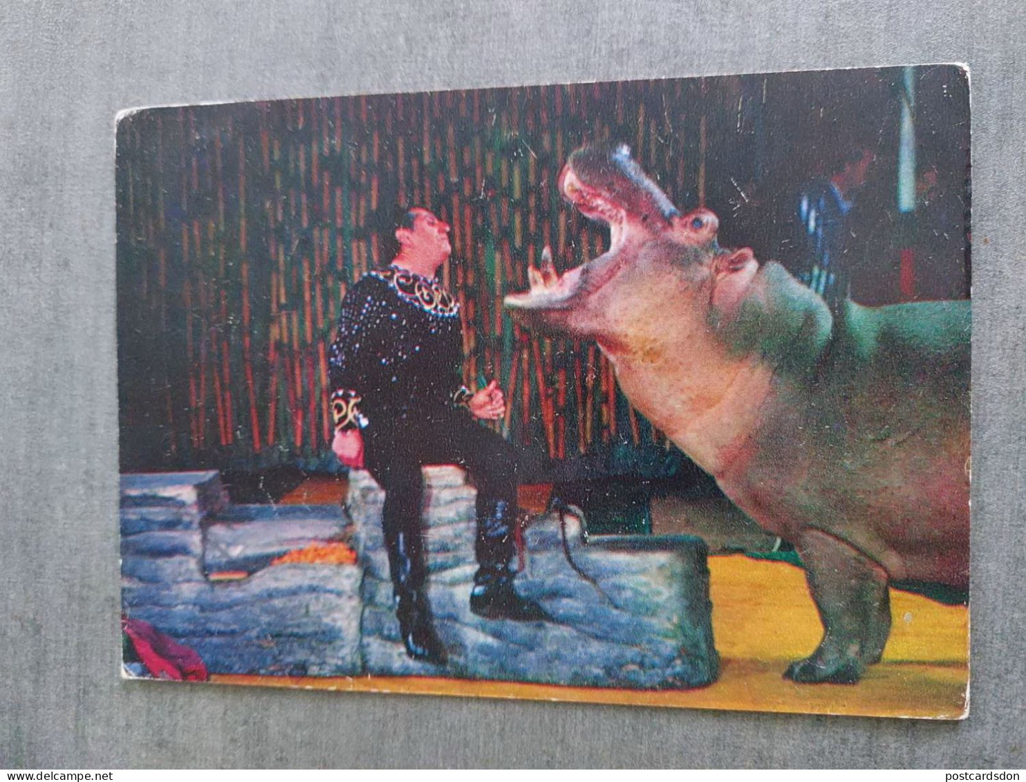 SOVIET CIRCUS. 1979. Hippo - Trainer Isaakyan - Nijlpaarden