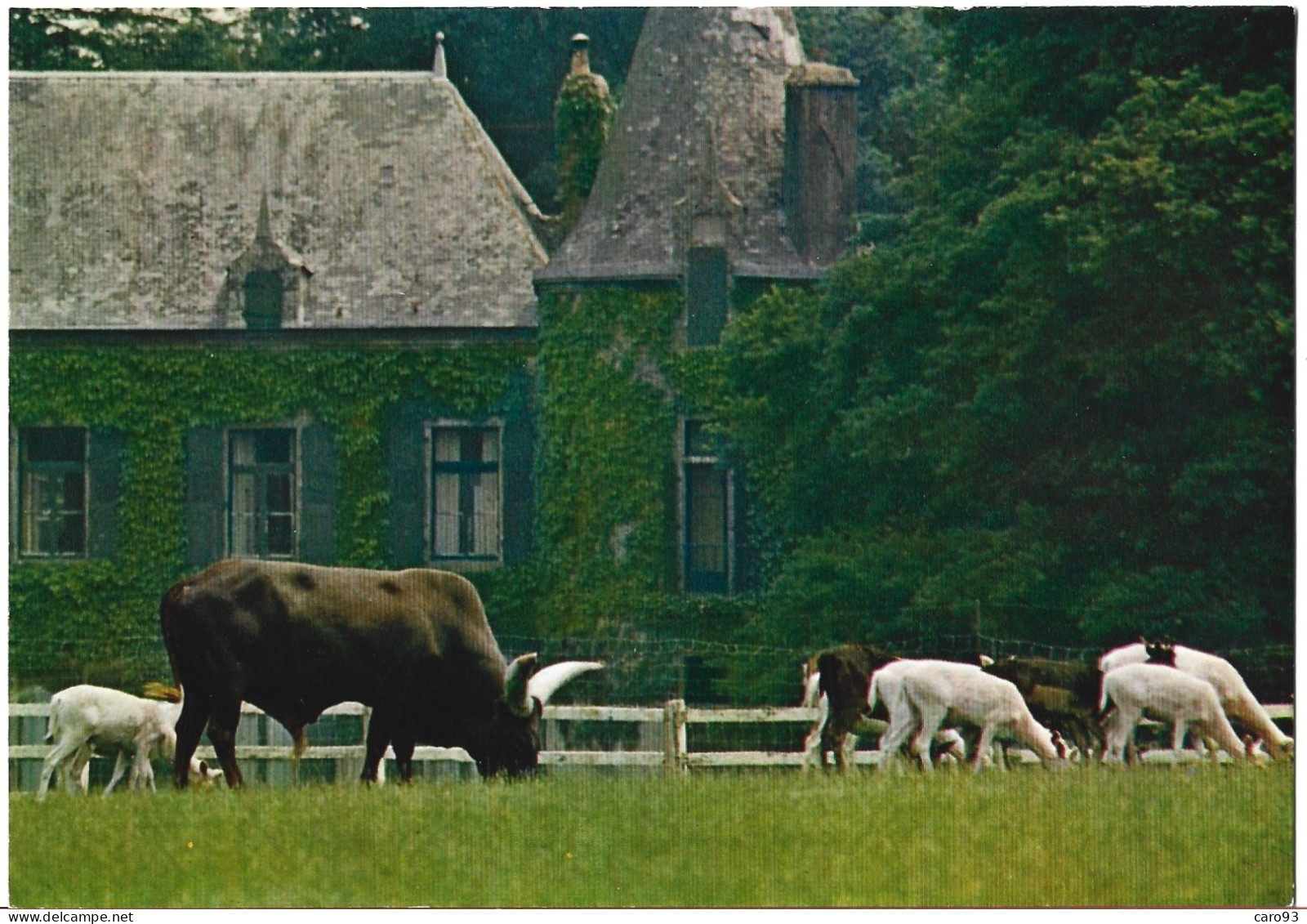 Muzillac Parc Zoologique Du Château De Branfere Taureau Watusi Et Daims Blancs - Muzillac