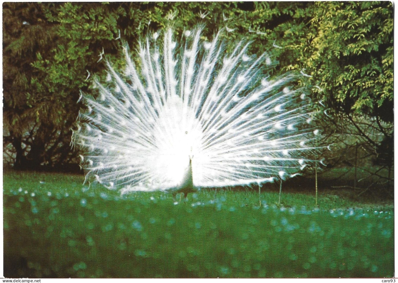 Muzillac Parc Zoologique Du Château De Branfere Paon Blanc Faisant La Roue Dans Le Parc Au Printemps - Muzillac