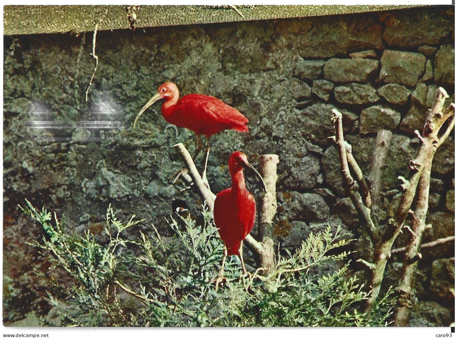Muzillac Parc Zoologique Du Château De Branfere Ibis Rouges - Muzillac