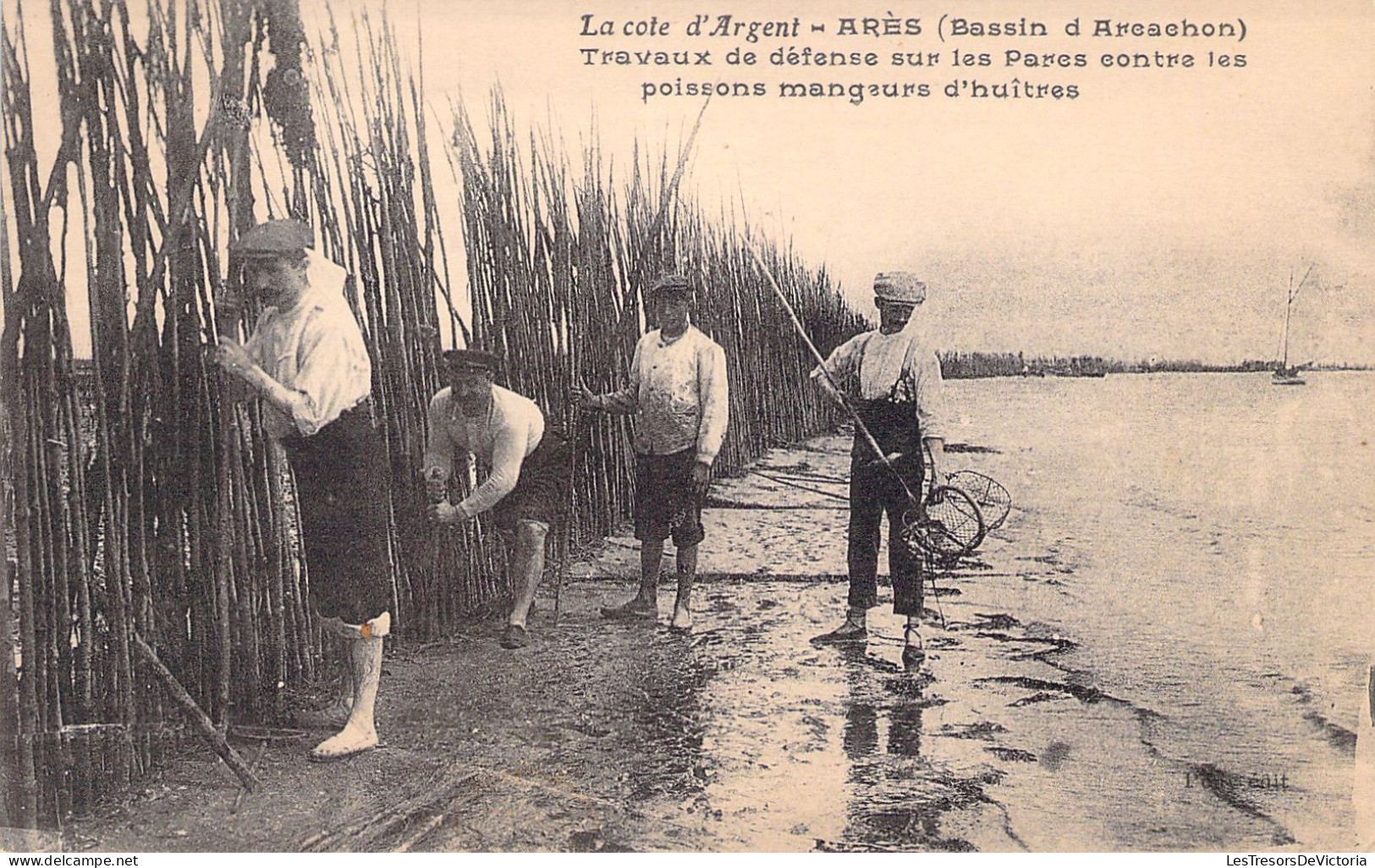 FRANCE - Ares - Travaux De Defense Sur Les Parcs Contre Les Poissons Mangeurs D'huitres - Carte Postale Ancienne - Arès