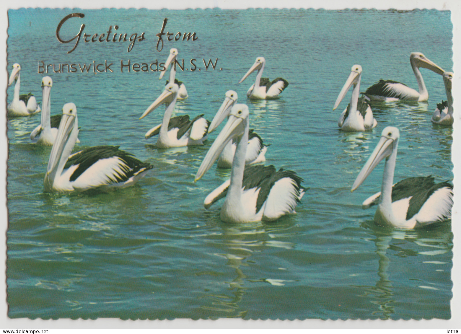 Australia NEW SOUTH WALES NSW Pelicans Greetings From BRUNSWICK HEADS Murray Views W517 Postcard C1970s - Autres & Non Classés