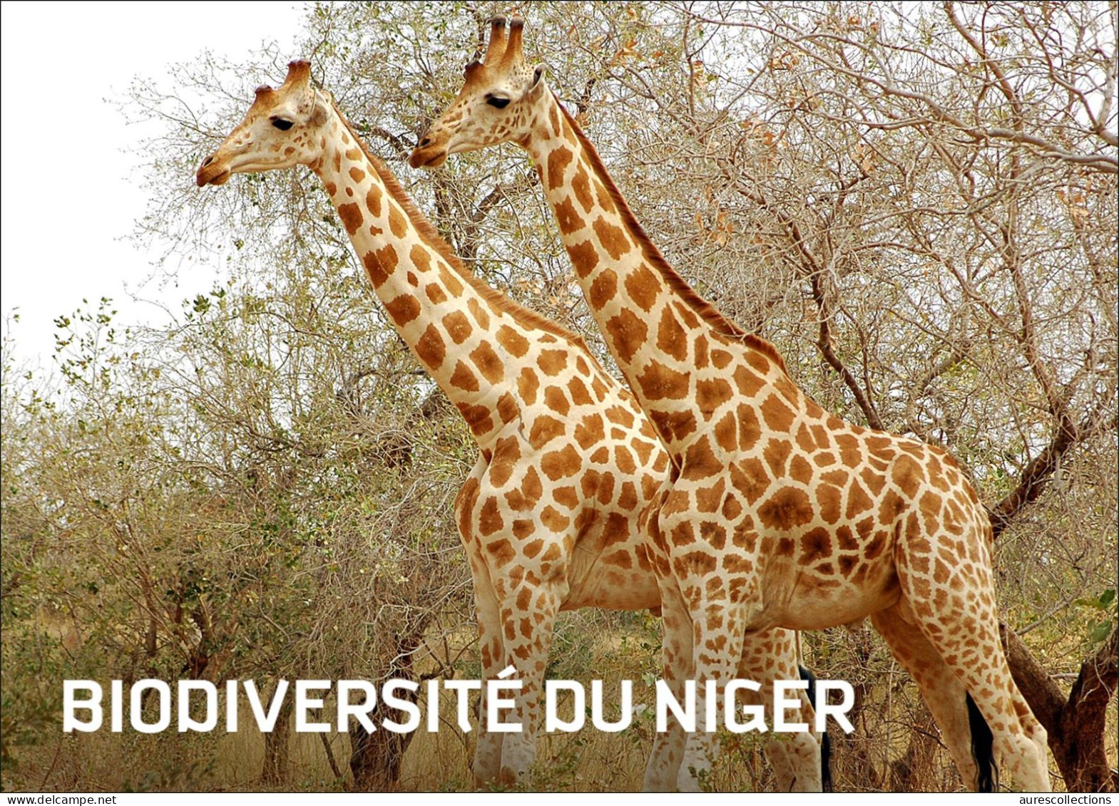 NIGER 2023 - STATIONERY CARD - GIRAFE GIRAFES GIRAFFE GIRAFFES - Giraffen