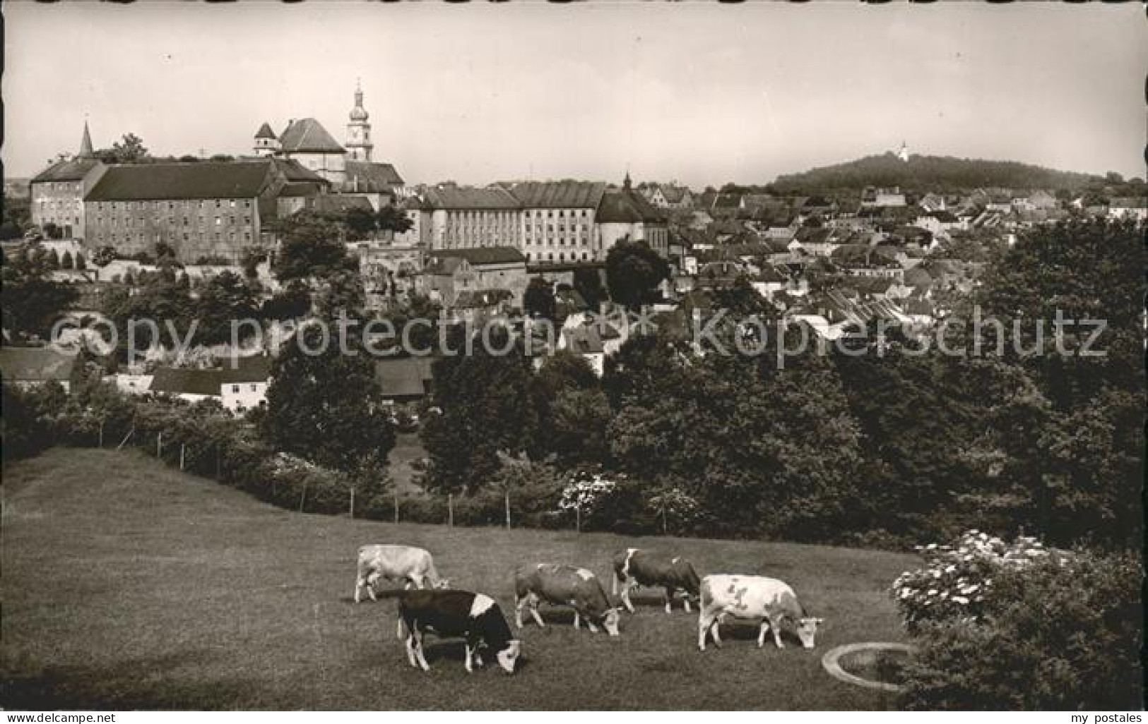 41784800 Sulzbach-Rosenberg Ortsansicht Kuehe Sulzbach-Rosenberg - Sulzbach-Rosenberg