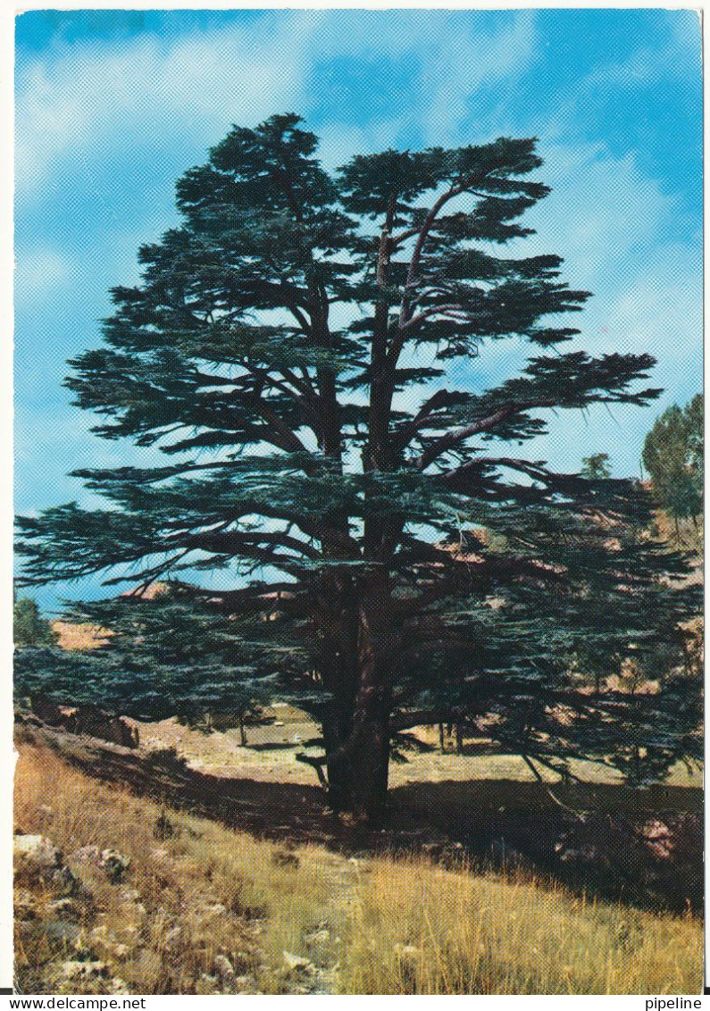 Lebanon Postcard Sent To Denmark Beirut 1967 (Cedars The Cedar Of The Flag) - Liban