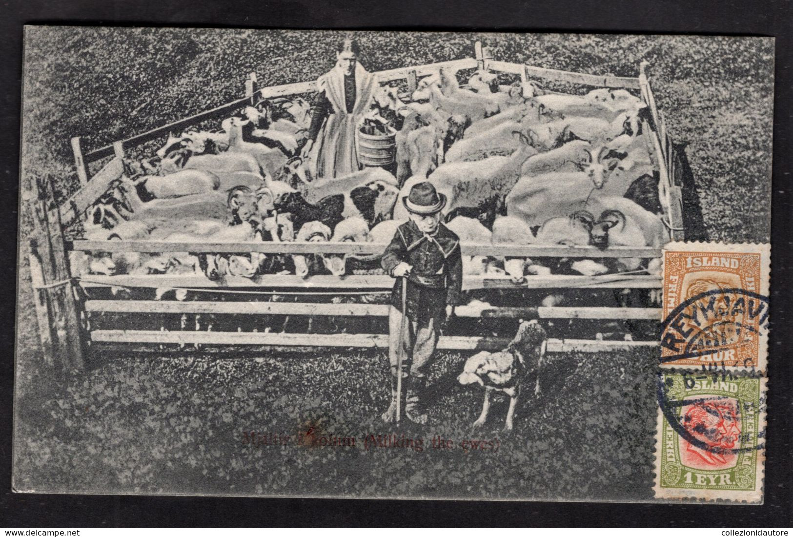 ISLANDA - REYKJAVIK - MJALRIR I KOIUM - MILKING THE EWES - CARTOLINA FP SPEDITA NEL 1919 - Islande