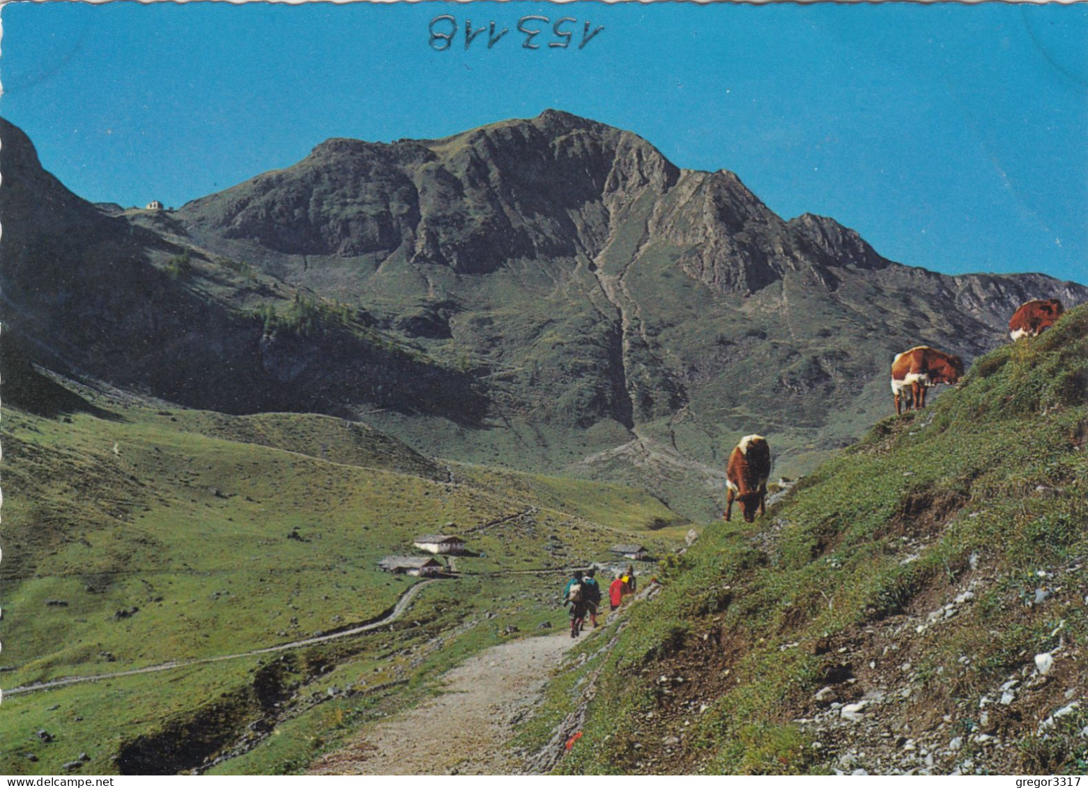 E1845) Höhenweg Gegen Wildseeloder U. Wildseeloderhütte 2008m - FIEBERBRUNN Tirol  Kühe Wanderer - Fieberbrunn