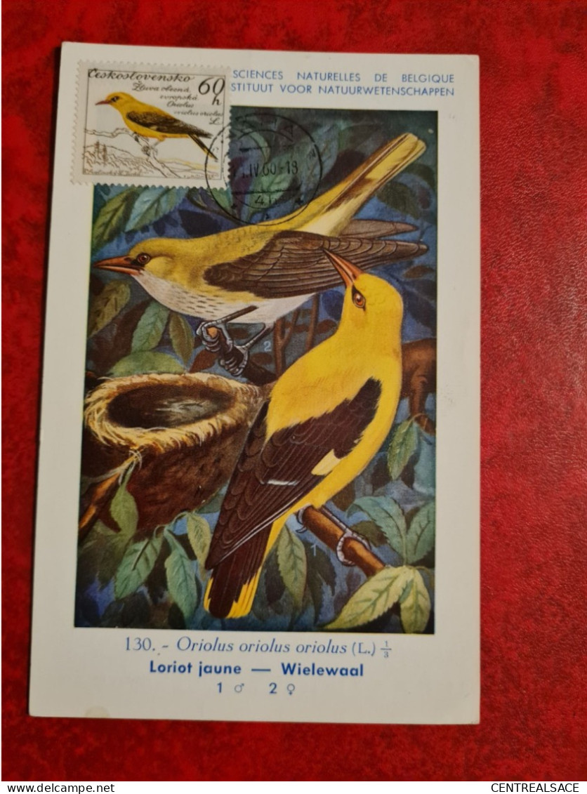 CARTE MAXIMUM 1960 OISEAU LORIOT JAUNE CACHET PRAHA - Lettres & Documents