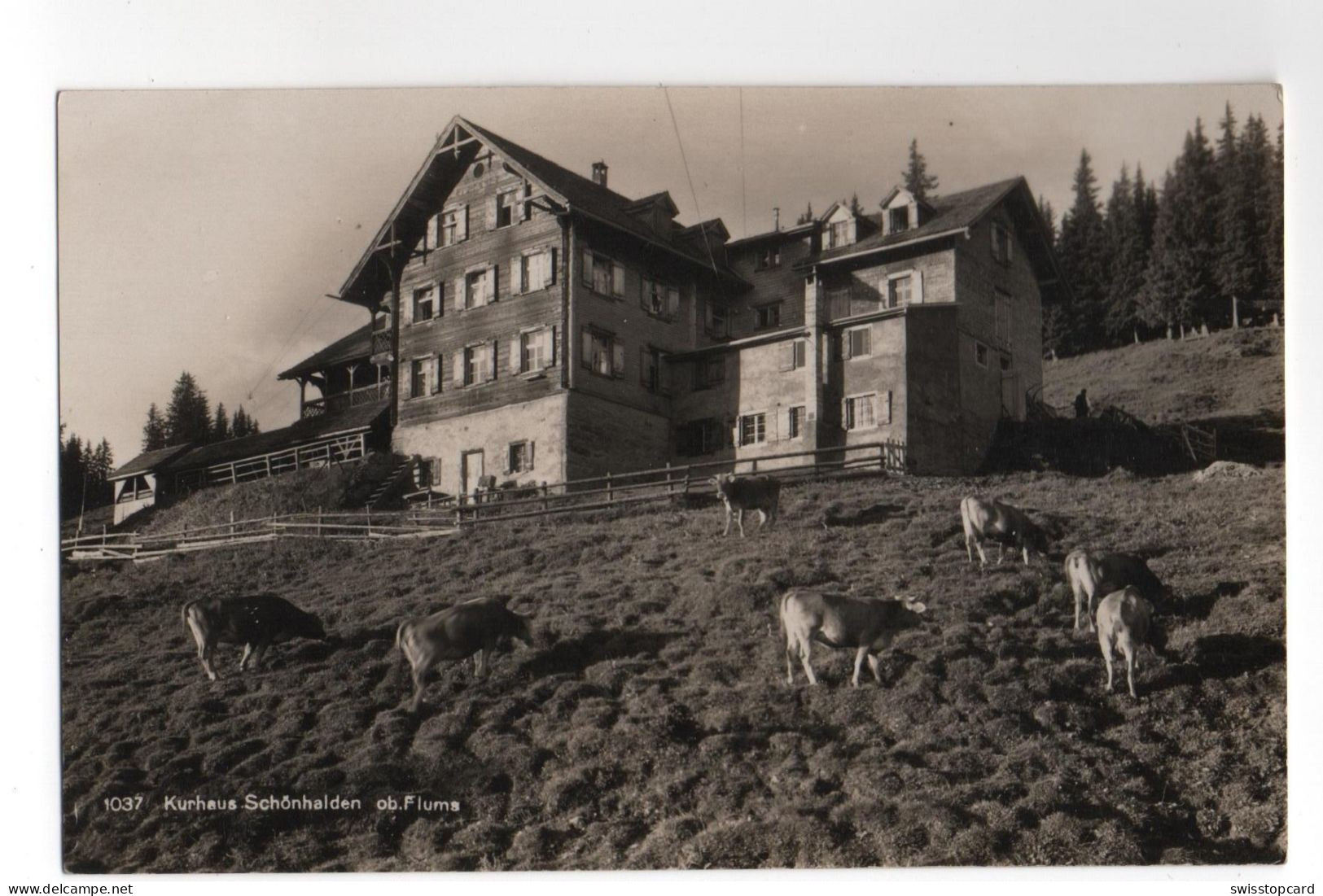 FLUMS Kurhaus Schönhalden Kühe - Flums