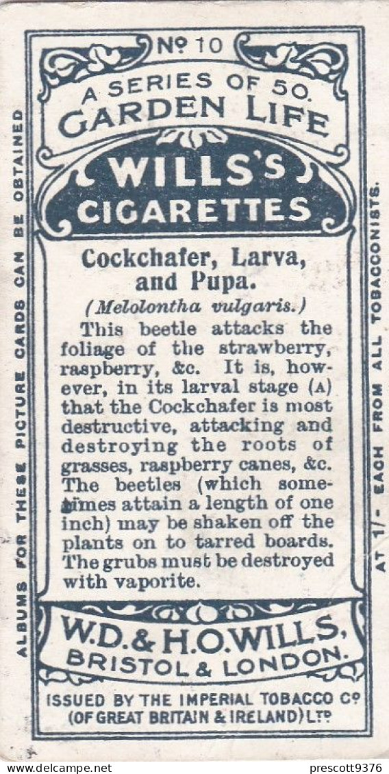 Garden Life, 1914 - Original Wills Cigarette Card - 10 Cockchafer Larva & Pupa - Wills