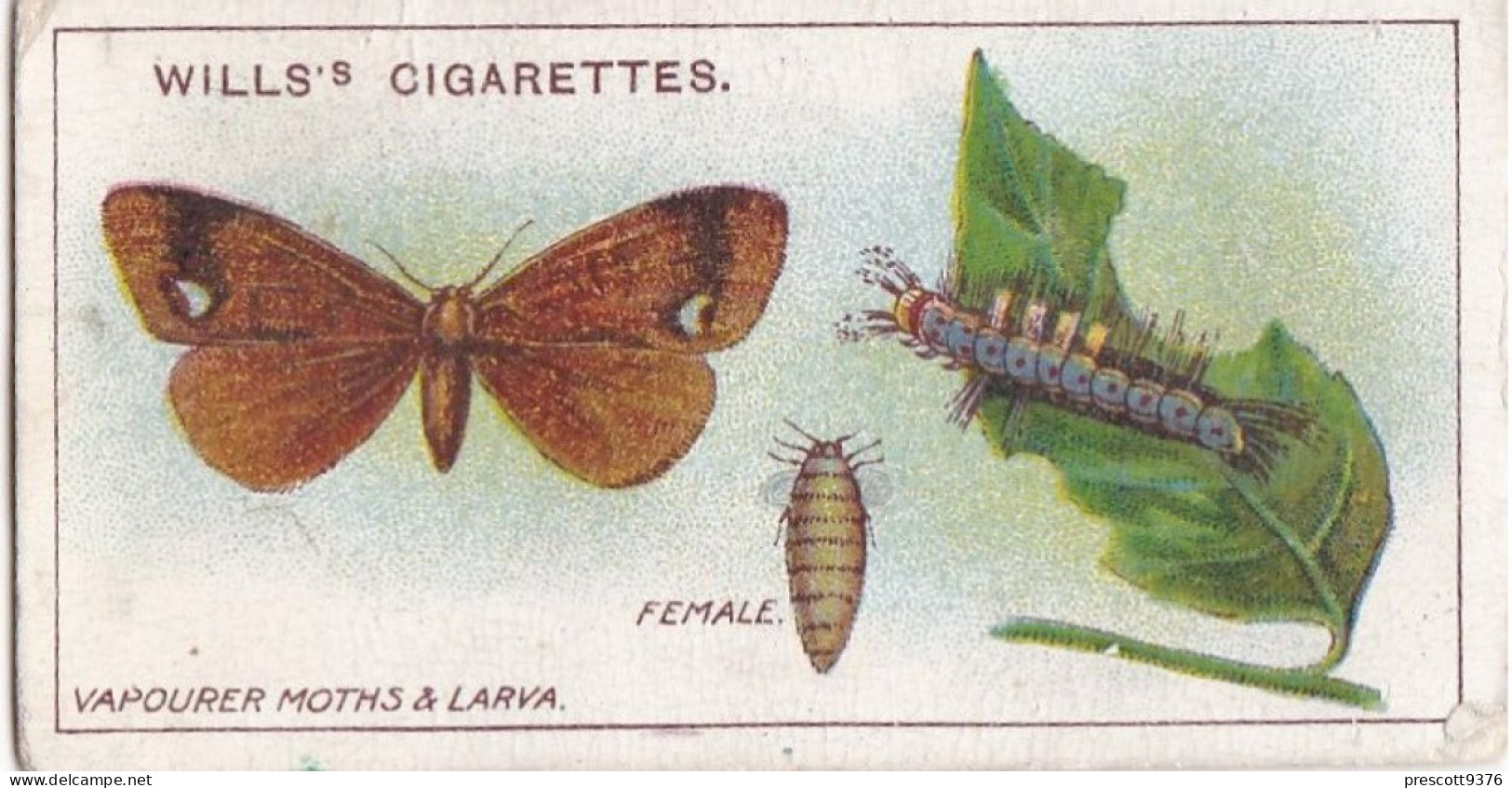 Garden Life, 1914 - Original Wills Cigarette Card - 49 Vapourer Moth & Larva - Wills