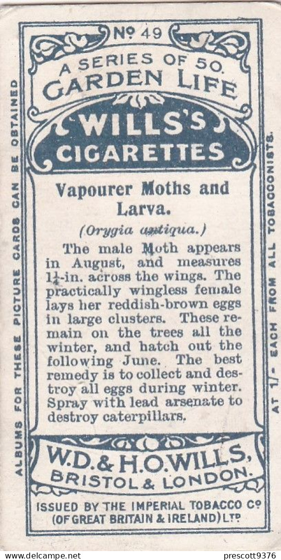 Garden Life, 1914 - Original Wills Cigarette Card - 49 Vapourer Moth & Larva - Wills