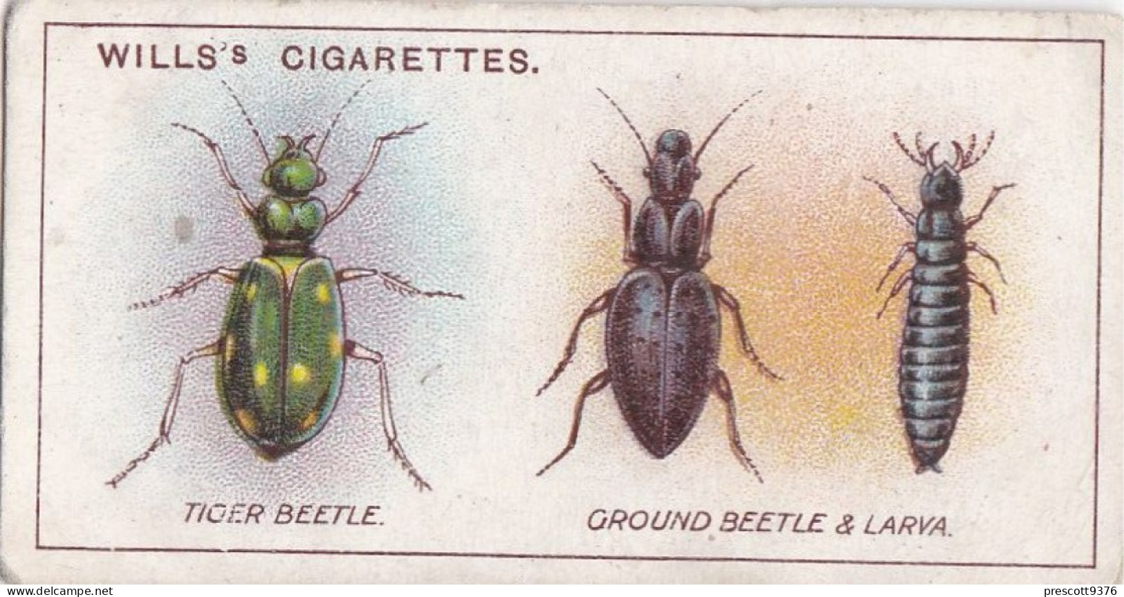 Garden Life, 1914 - Original Wills Cigarette Card - 50 Tiger Beatles - Wills