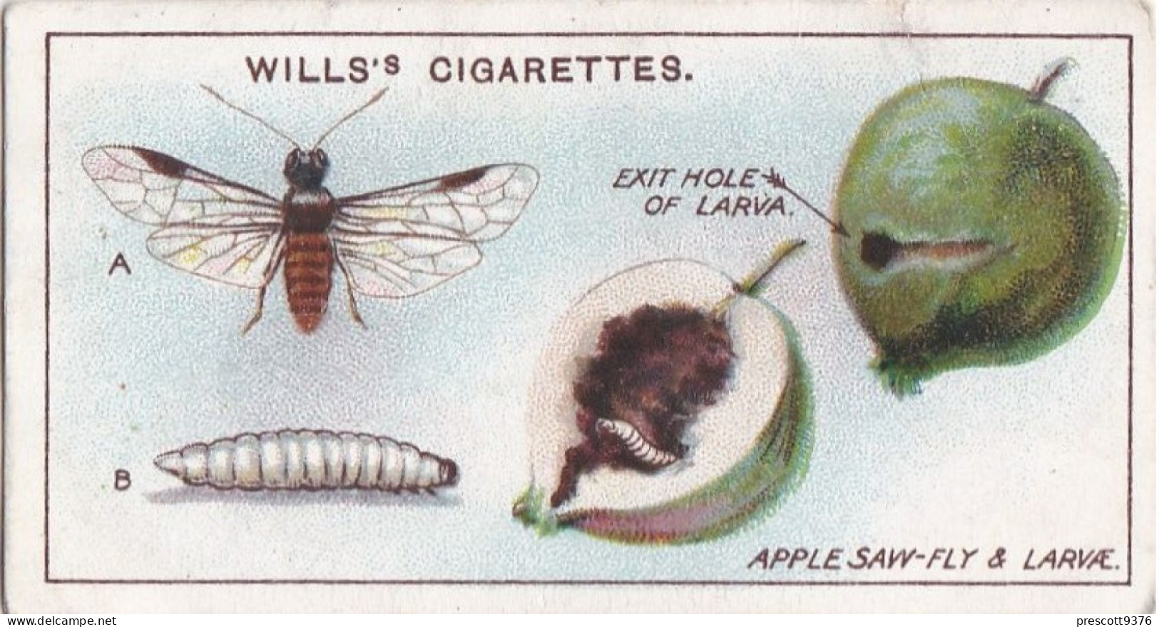 Garden Life, 1914 - Original Wills Cigarette Card - 32 Apple Saw Fly & Larva - Wills