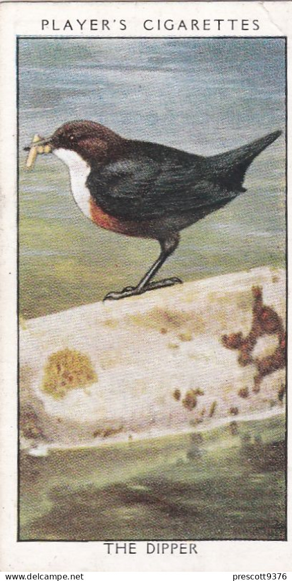 Wild Birds 1932 - Original Players Cigarette Card - 10 The Dipper - Player's