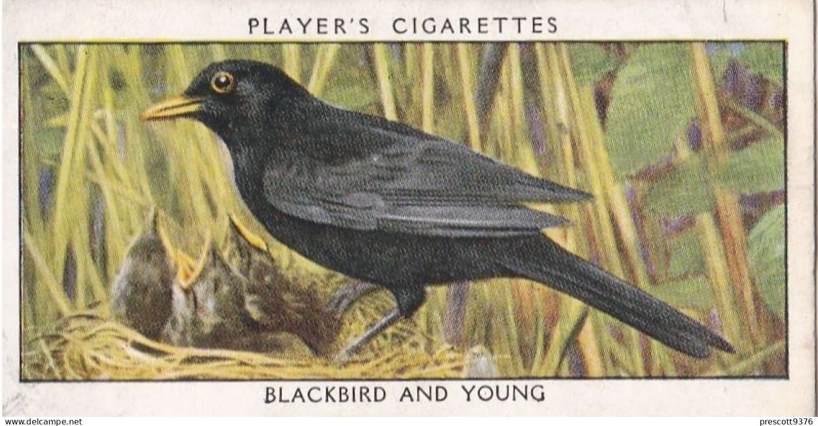 Wild Birds 1932 - Original Players Cigarette Card - 1 Blackbird & Young - Player's