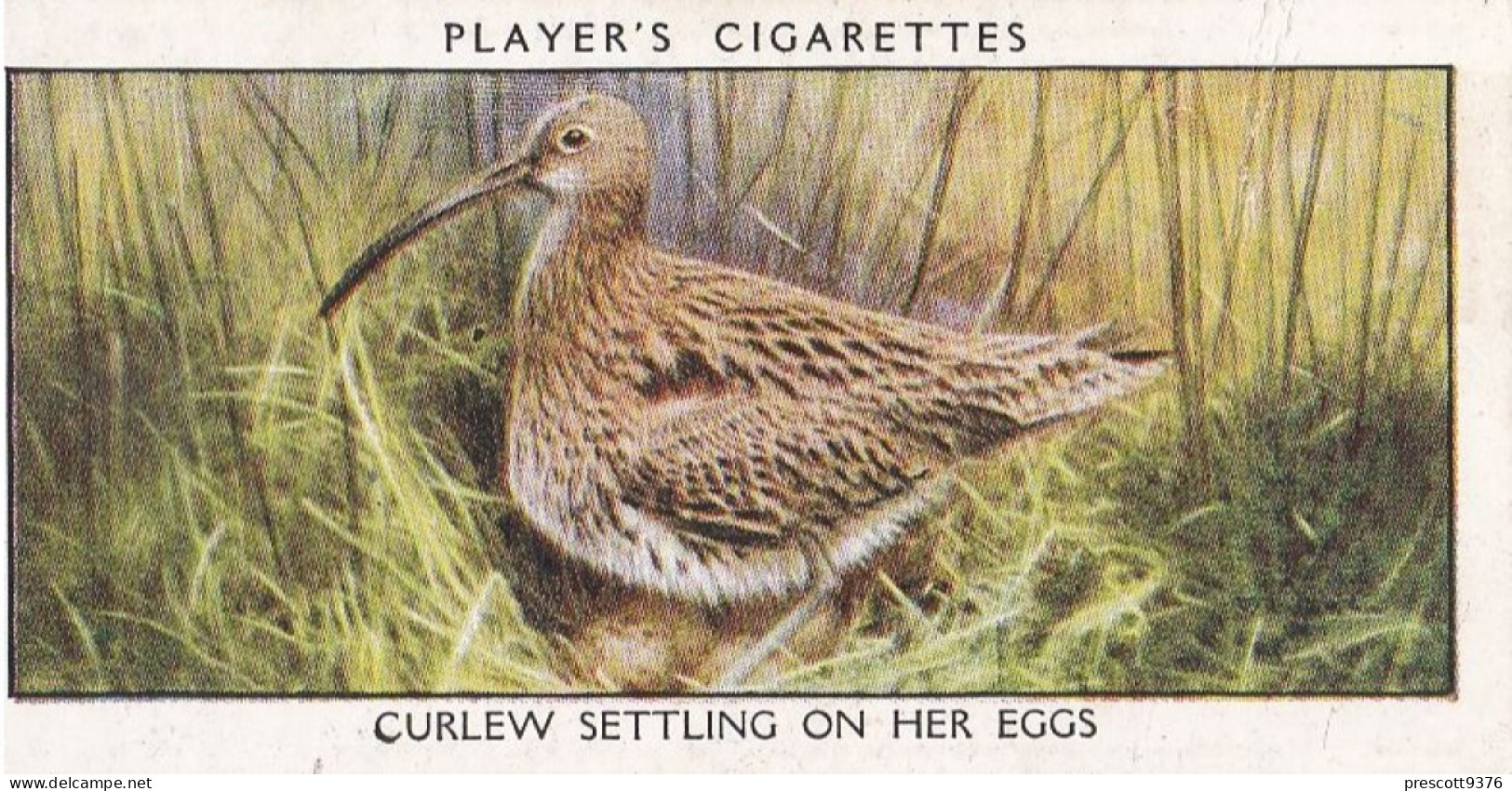 Wild Birds 1932 - Original Players Cigarette Card - 8 Curlew Sitting On Eggs - Player's