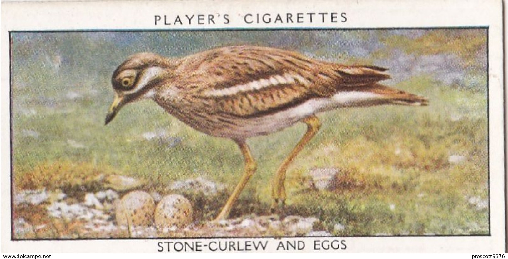 Wild Birds 1932 - Original Players Cigarette Card - 9 Stone Curlew & Eggs - Player's