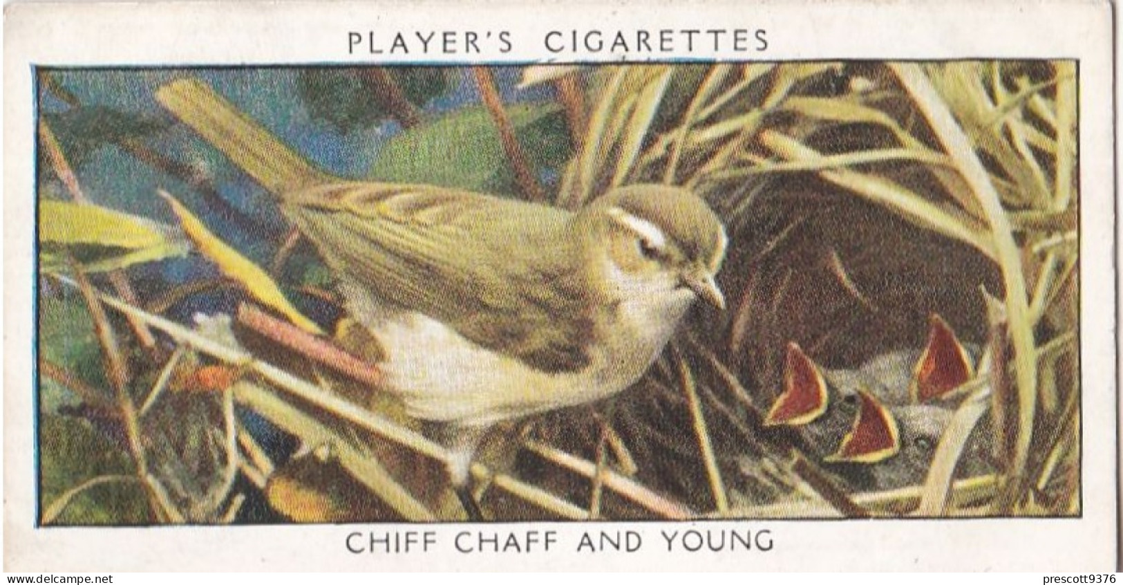 Wild Birds 1932 - Original Players Cigarette Card - 5 Chiff Chaff & Young - Player's