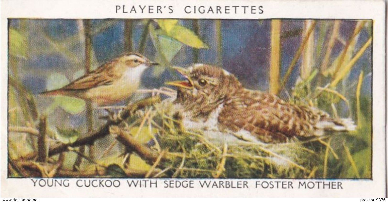 Wild Birds 1932 - Original Players Cigarette Card - 7 Young Cuckoo With Sedge Warbler Foster Mother - Player's