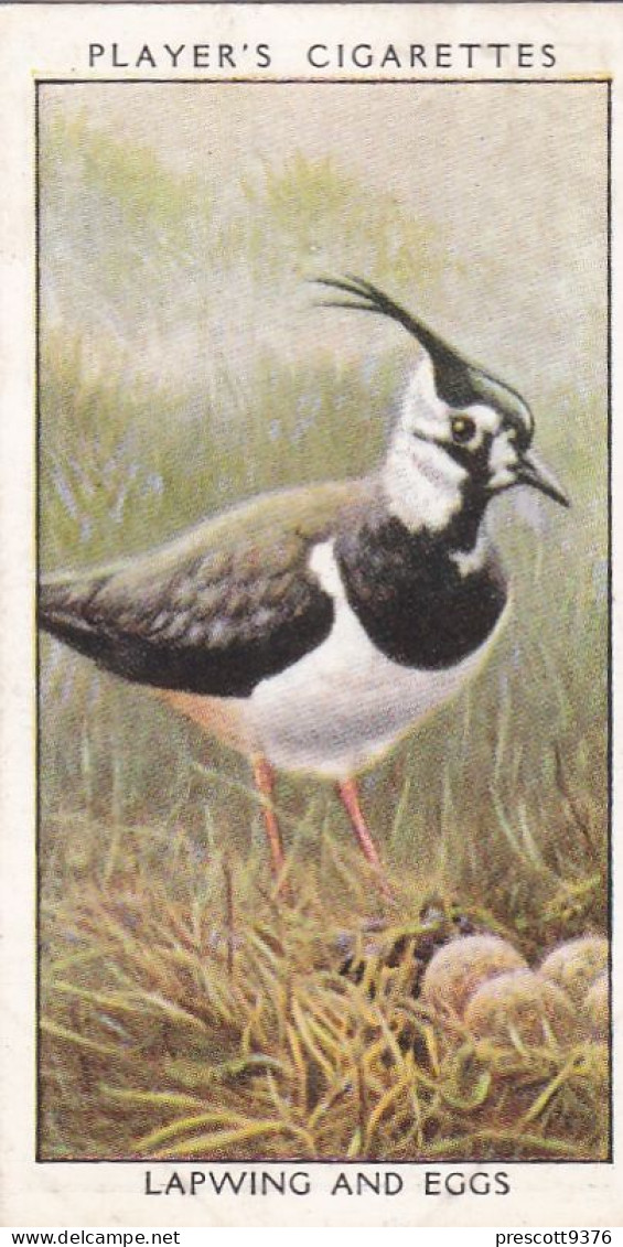 Wild Birds 1932 - Original Players Cigarette Card - 20 Lapwing & Eggs - Player's