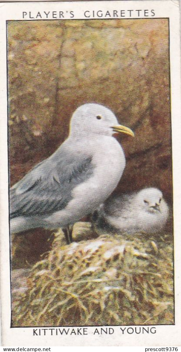 Wild Birds 1932 - Original Players Cigarette Card - 19 Kittiwake & Young - Player's