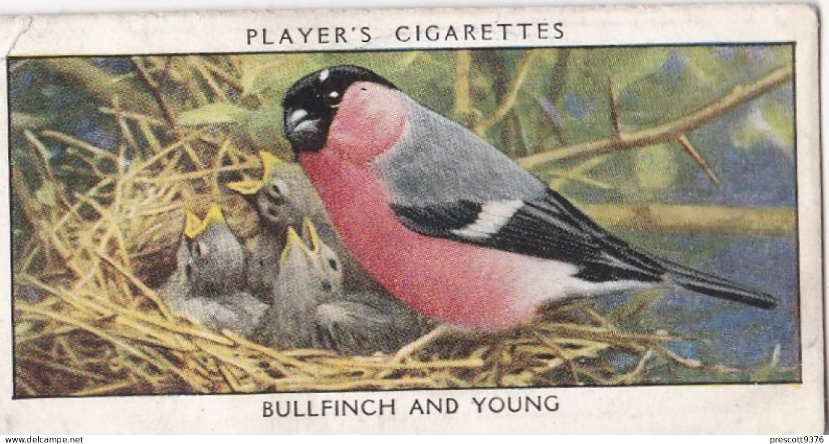 Wild Birds 1932 - Original Players Cigarette Card - 2 Bullfinch & Young - Player's