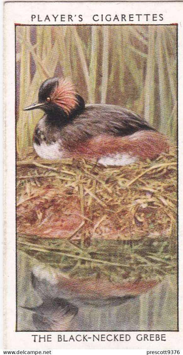 Wild Birds 1932 - Original Players Cigarette Card - 13 Black Necked Grebe - Player's