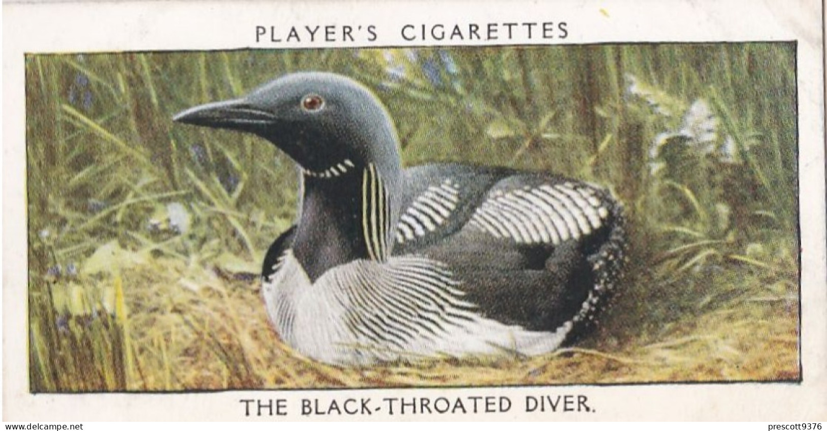 Wild Birds 1932 - Original Players Cigarette Card - 11 Black Throated Diver - Player's