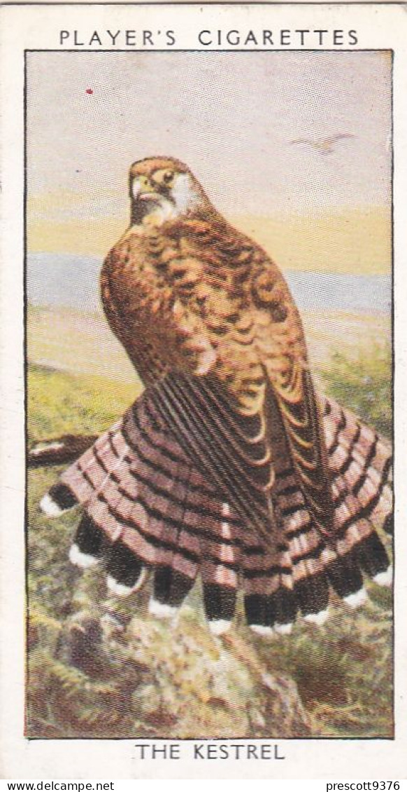 Wild Birds 1932 - Original Players Cigarette Card - 17 Kestrel - Player's