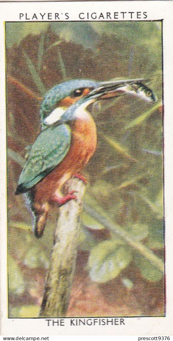 Wild Birds 1932 - Original Players Cigarette Card - 18 Kingfisher - Player's