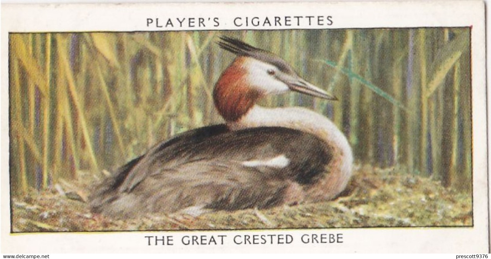 Wild Birds 1932 - Original Players Cigarette Card - 14 Great Crested Grebe - Player's