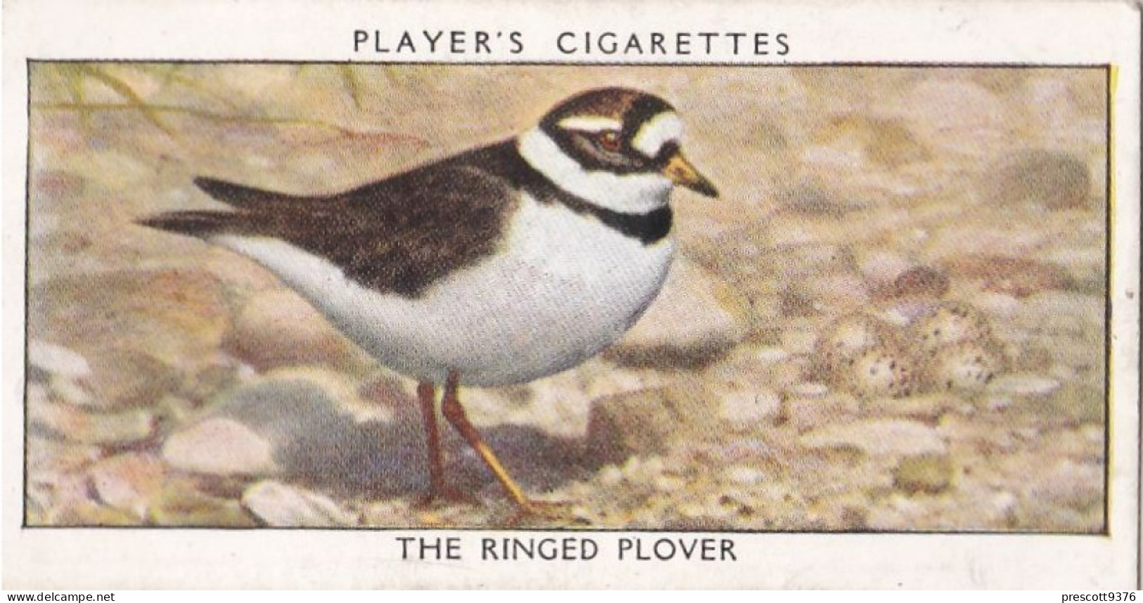 Wild Birds 1932 - Original Players Cigarette Card - 29 Ringed Plover - Player's