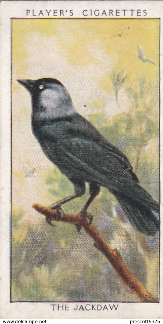 Wild Birds 1932 - Original Players Cigarette Card - 15 The Jackdaw - Player's