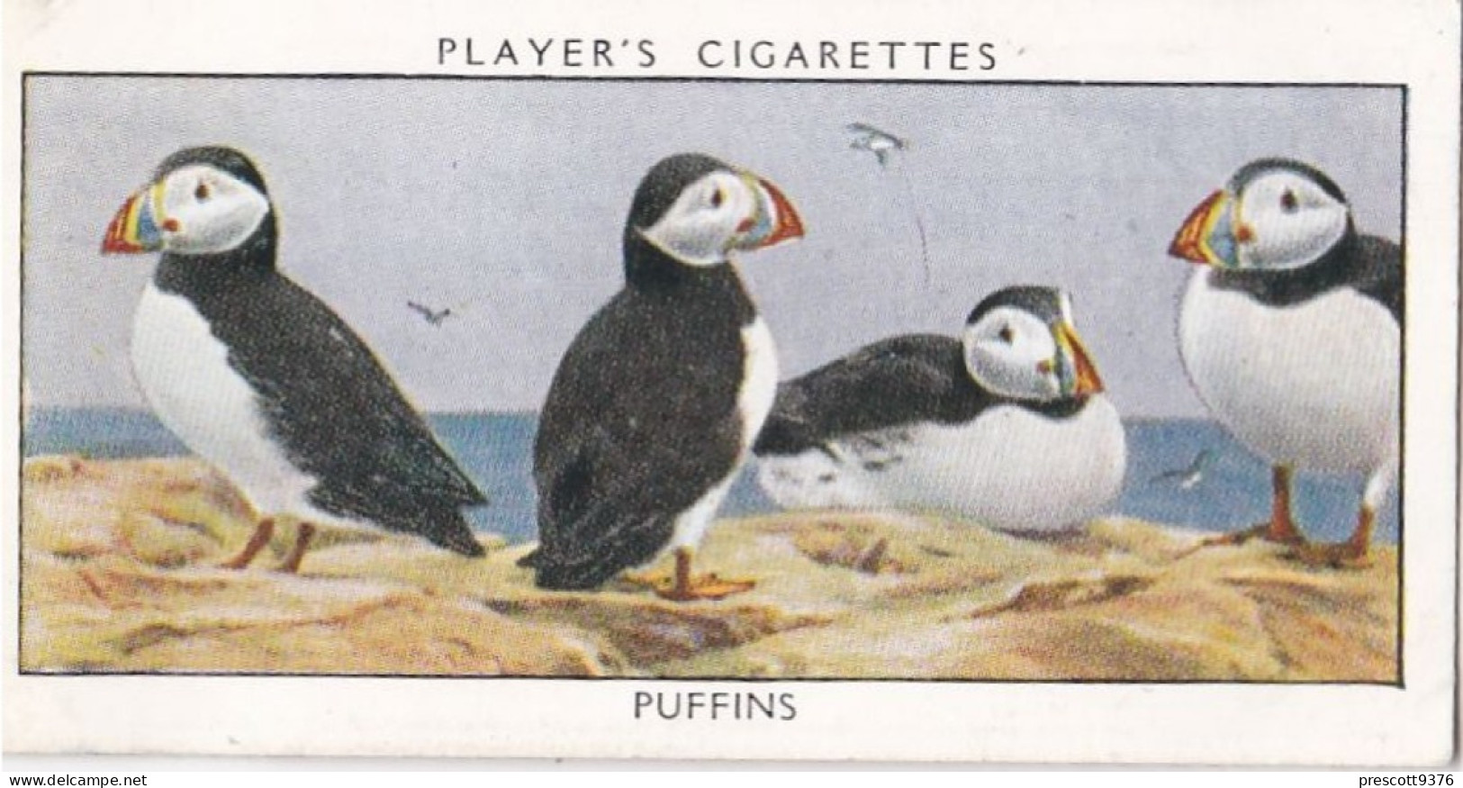 Wild Birds 1932 - Original Players Cigarette Card - 30 Puffins - Player's